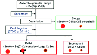 Graphical abstract: Biosynthesis of CdSe nanoparticles by anaerobic granular sludge