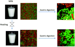Graphical abstract: The formation and breakdown of structured clots from whole milk during gastric digestion