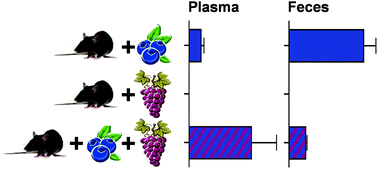 Graphical abstract: Potentiation of the bioavailability of blueberry phenolic compounds by co-ingested grape phenolic compounds in mice, revealed by targeted metabolomic profiling in plasma and feces