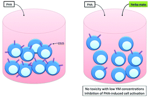 Graphical abstract: Yerba mate (Ilex paraguariensis) inhibits lymphocyte activation in vitro
