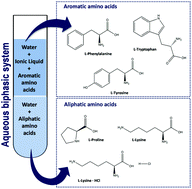 Graphical abstract: Effective separation of aromatic and aliphatic amino acid mixtures using ionic-liquid-based aqueous biphasic systems