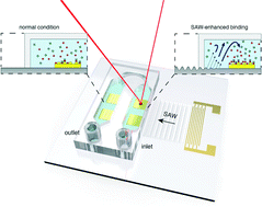 Graphical abstract: A surface acoustic wave (SAW)-enhanced grating-coupling phase-interrogation surface plasmon resonance (SPR) microfluidic biosensor
