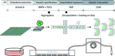 Graphical abstract: Engineering a perfusable 3D human liver platform from iPS cells