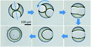 Graphical abstract: Electrocoalescence of paired droplets encapsulated in double-emulsion drops