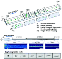 Graphical abstract: Inertial focusing of ellipsoidal Euglena gracilis cells in a stepped microchannel