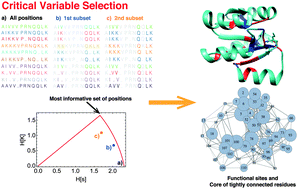 Graphical abstract: Identifying relevant positions in proteins by Critical Variable Selection