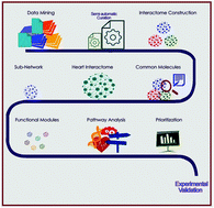 Graphical abstract: A systems biology and proteomics-based approach identifies SRC and VEGFA as biomarkers in risk factor mediated coronary heart disease