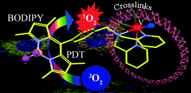 Graphical abstract: Cellular imaging and mitochondria targeted photo-cytotoxicity in visible light by singlet oxygen using a BODIPY-appended oxovanadium(iv) DNA crosslinking agent