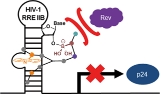 Graphical abstract: Effect of intercalator and Lewis acid–base branched peptide complex formation: boosting affinity towards HIV-1 RRE RNA
