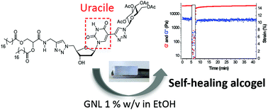 Graphical abstract: Uracile based glycosyl-nucleoside-lipids as low molecular weight organogelators
