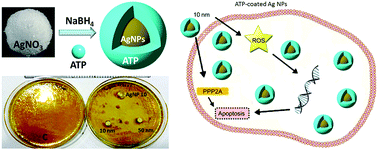 Graphical abstract: Enzyme responsive nucleotide functionalized silver nanoparticles with effective antimicrobial and anticancer activity