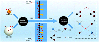 Graphical abstract: Comparison of Co(ii) adsorption by a crosslinked carboxymethyl chitosan hydrogel and resin: behaviour and mechanism