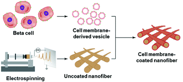 Graphical abstract: Coating nanofiber scaffolds with beta cell membrane to promote cell proliferation and function