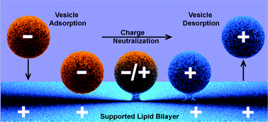 Graphical abstract: Size-dependent, stochastic nature of lipid exchange between nano-vesicles and model membranes