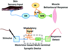 Graphical abstract: Nonassociative learning implementation by a single memristor-based multi-terminal synaptic device