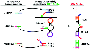 Graphical abstract: Performance of nano-assembly logic gates with a DNA multi-hairpin motif