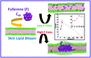 Graphical abstract: Molecular dynamics simulation study of translocation of fullerene C60 through skin bilayer: effect of concentration on barrier properties