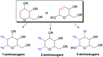Graphical abstract: From glycals to aminosugars: a challenging test for new stereoselective aminohydroxylation and related methodologies