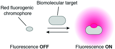 Graphical abstract: Design and characterization of red fluorogenic push–pull chromophores holding great potential for bioimaging and biosensing