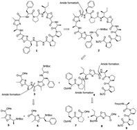 Graphical abstract: Total synthesis of wewakazole B
