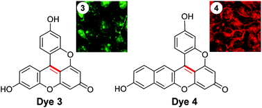 Graphical abstract: Syntheses and properties of the V-shaped dimeric xanthene dyes