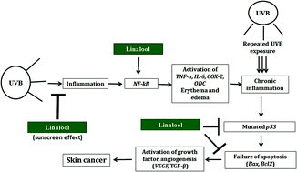 Graphical abstract: The preventive effect of linalool on acute and chronic UVB-mediated skin carcinogenesis in Swiss albino mice
