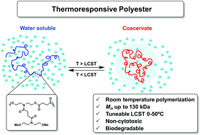 Graphical abstract: A coacervate-forming biodegradable polyester with elevated LCST based on bis-(2-methoxyethyl)amine