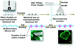 Graphical abstract: Facile fabrication of a 3D electrospun fibrous mat by ice-templating for a tumor spheroid culture