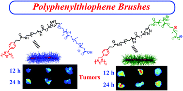 Graphical abstract: Synthesis and biological properties of water-soluble polyphenylthiophene brushes with poly(ethylene glycol)/polyzwitterion side chains