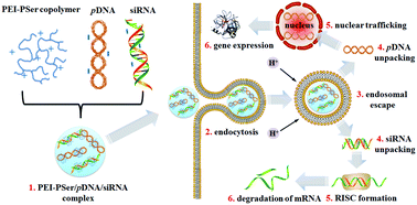 Graphical abstract: Combination therapy of pDNA and siRNA by versatile carriers composed of poly(l-serine) modified polyethylenimines