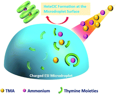 Graphical abstract: Heterogeneous cation induced clusters formed at surfaces of micro-droplets