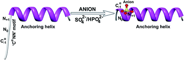Graphical abstract: The ‘CαNN’ motif: an intrinsic lover of sulfate and phosphate ions