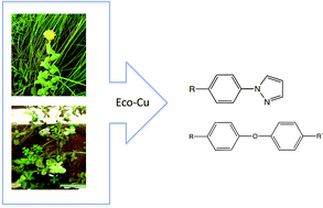 Graphical abstract: Ullmann reaction through ecocatalysis: insights from bioresource and synthetic potential