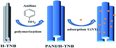 Graphical abstract: Efficient removal of U(vi) from aqueous solutions by polyaniline/hydrogen-titanate nanobelt composites