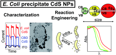 Graphical abstract: Cadmium sulphide quantum dots with tunable electronic properties by bacterial precipitation