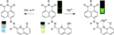 Graphical abstract: A 1,8-naphthalimide-based chemosensor for dual-mode sensing: colorimetric and fluorometric detection of multiple analytes
