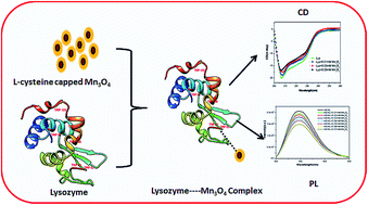 Graphical abstract: A systematic investigation on the interaction of l-cysteine functionalised Mn3O4 nanoparticles with lysozyme