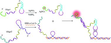 Graphical abstract: A label-free kissing complex-induced fluorescence sensor for DNA and RNA detection by using DNA-templated silver nanoclusters as a signal transducer