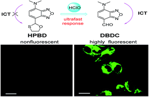 Graphical abstract: An activatable fluorescent probe with an ultrafast response and large Stokes shift for live cell bioimaging of hypochlorous acid