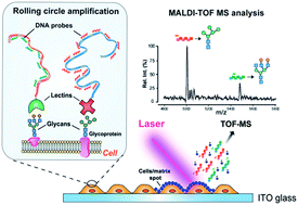 Graphical abstract: DNA-mediated cell surface engineering for multiplexed glycan profiling using MALDI-TOF mass spectrometry