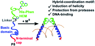 Graphical abstract: Tunable helicity, stability and DNA-binding properties of short peptides with hybrid metal coordination motifs
