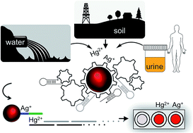 Graphical abstract: Low picomolar, instrument-free visual detection of mercury and silver ions using low-cost programmable nanoprobes