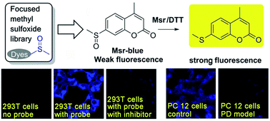 Graphical abstract: A specific fluorescent probe reveals compromised activity of methionine sulfoxide reductases in Parkinson's disease