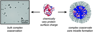 Graphical abstract: Complex coacervation of supercharged proteins with polyelectrolytes