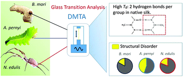 Graphical abstract: Glass transitions in native silk fibres studied by dynamic mechanical thermal analysis