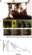 Graphical abstract: Ant aggregations self-heal to compensate for the Ringelmann effect