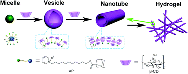 Graphical abstract: β-Cyclodextrin induced hierarchical self-assembly of a cationic surfactant bearing an adamantane end group in aqueous solution
