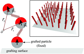 Graphical abstract: Scattering properties and internal structure of magnetic filament brushes