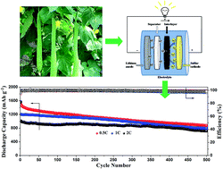 interlayer sulfur microporous doped luffa lithium batteries