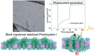Graphical abstract: Biomimetic wiring and stabilization of photosynthetic membrane proteins with block copolymer interfaces